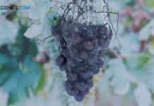 Beregnen einer Weinrebe mit Wasser als Frostschutz (Frostschutzberegnung)